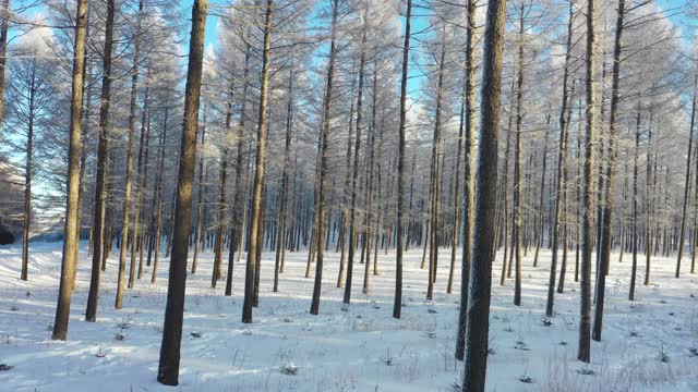 被雪覆盖的森林的实时/航拍图像视频素材