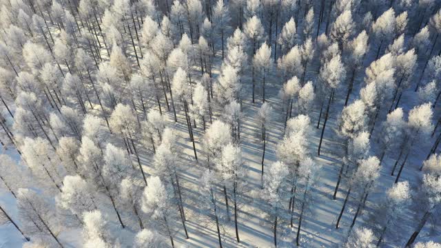 被雪覆盖的森林的实时/航拍图像视频素材