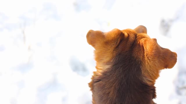 美丽的棕色狗在冬天的户外。狗和冬季。沉思的视频素材