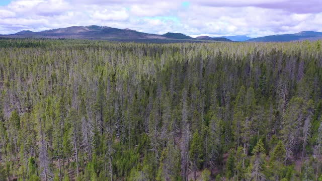 空中拍摄的绿树在国家公园对多云的天空，无人机向后飞行森林-火山口湖国家公园，俄勒冈州视频素材