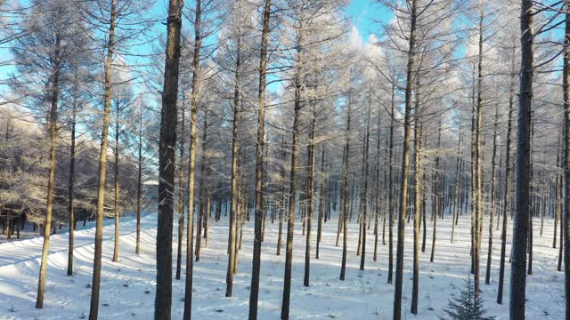 被雪覆盖的森林的实时/航拍图像视频素材