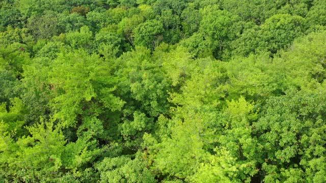 空中倾斜拍摄游客在绿树丛中的岩石悬崖上，无人机向后飞行在茂密的森林上空-伯克郡，马萨诸塞州视频素材