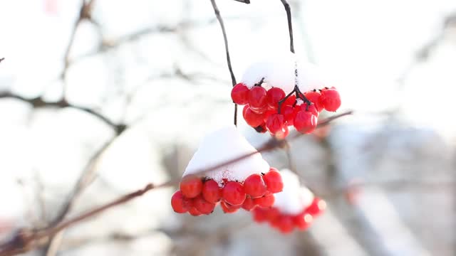 冬天雪下冻荚。雪中的荚蒾。第一场雪。美丽的冬天视频素材