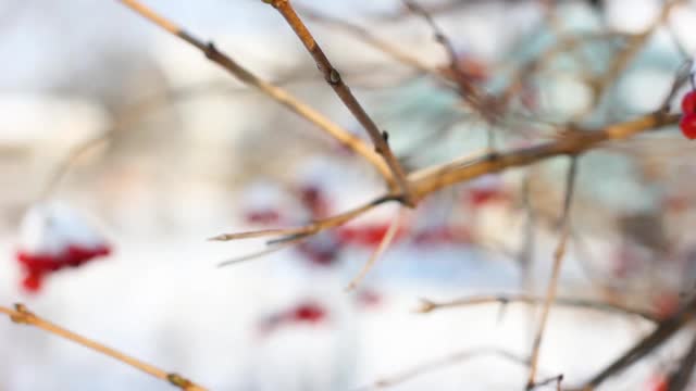 冬天雪下冻荚。雪中的荚蒾。第一场雪。美丽的冬天视频素材