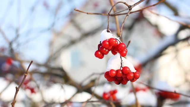 冬天雪下冻荚。雪中的荚蒾。第一场雪。美丽的冬天视频素材