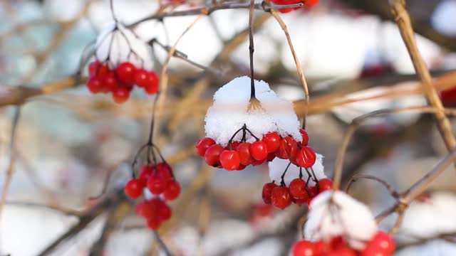 冬天雪下冻荚。雪中的荚蒾。第一场雪。美丽的冬天视频素材