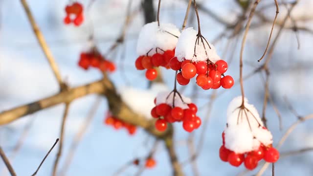 冬天雪下冻荚。雪中的荚蒾。第一场雪。美丽的冬天视频素材