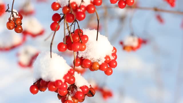 冬天雪下冻荚。雪中的荚蒾。第一场雪。美丽的冬天视频素材