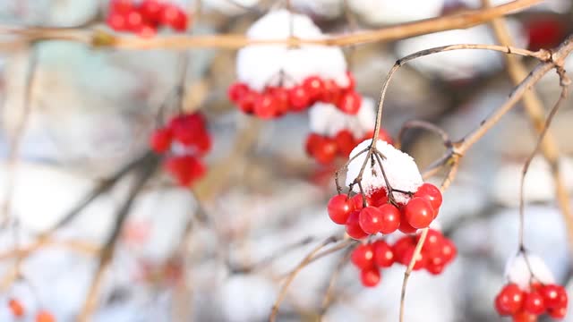 冬天雪下冻荚。雪中的荚蒾。第一场雪。美丽的冬天视频素材