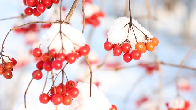 冬天雪下冻荚。雪中的荚蒾。第一场雪。美丽的冬天视频素材