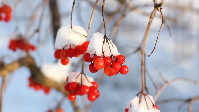 冬天雪下冻荚。雪中的荚蒾。第一场雪。美丽的冬天视频素材