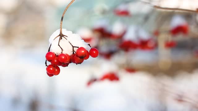 冬天雪下冻荚。雪中的荚蒾。第一场雪。美丽的冬天视频素材