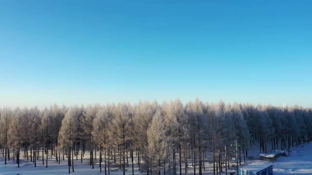 被雪覆盖的森林的实时/航拍图像视频素材