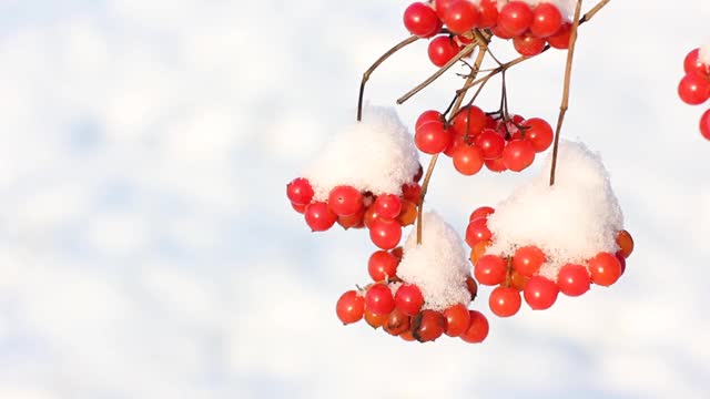 冬天雪下冻荚。雪中的荚蒾。第一场雪。美丽的冬天视频素材