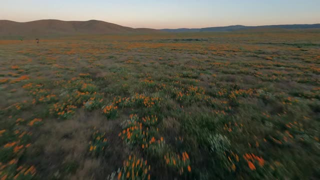 空中低空快速移动，沿着一条土路，穿过一个宽阔的干燥山谷平原，在黄昏的时候，有灌木丛，野花，和起伏的山丘——羚羊谷，加利福尼亚视频素材