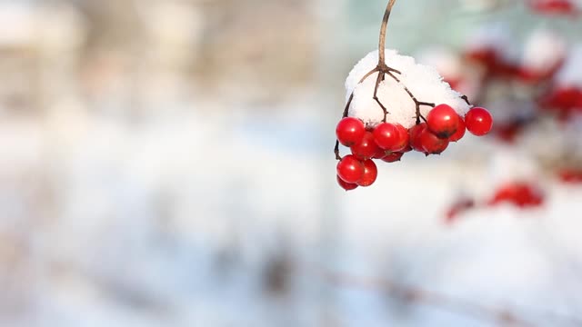 冬天雪下冻荚。雪中的荚蒾。第一场雪。美丽的冬天视频素材