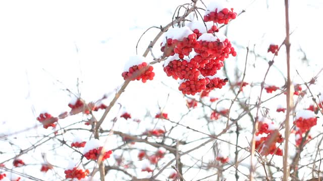 冬天雪下冻荚。雪中的荚蒾。第一场雪。美丽的冬天视频素材