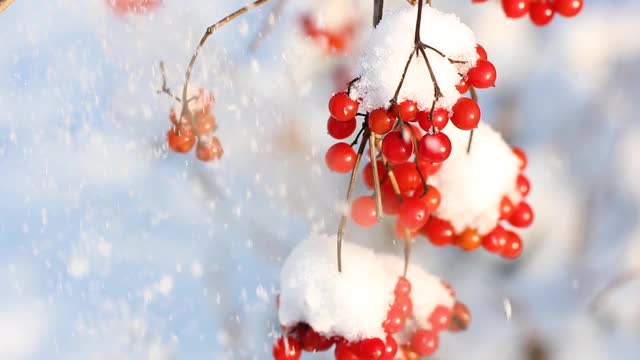 冬天雪下冻荚。雪中的荚蒾。第一场雪。美丽的冬天视频素材