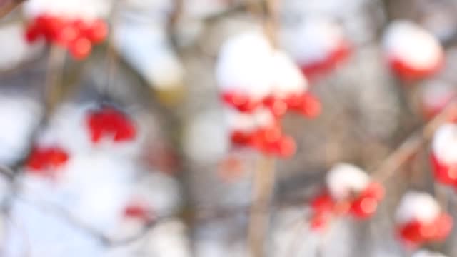 冬天雪下冻荚。雪中的荚蒾。第一场雪。美丽的冬天视频素材