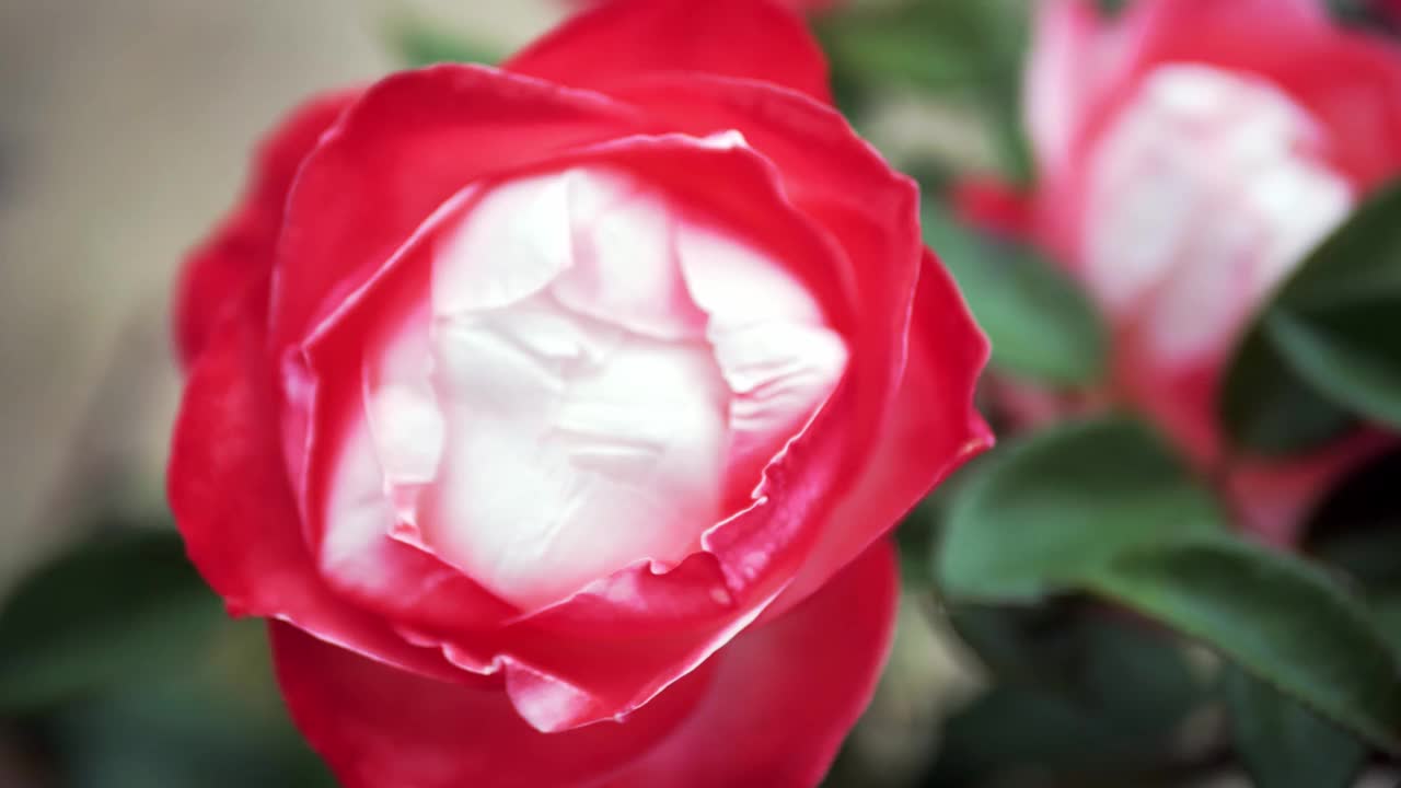 红玫瑰的花。美丽的红玫瑰在花园里盛开。一朵红玫瑰盛开。视频素材