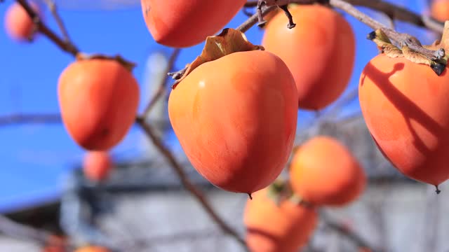 成熟的柿子果实挂在枝头。视频素材