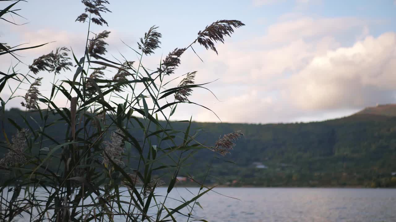 风轻轻地吹动湖边的芦苇视频素材