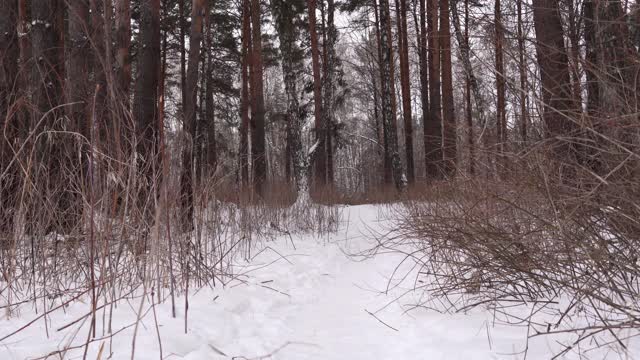 冬季森林全景，阴天静态相机。视频素材