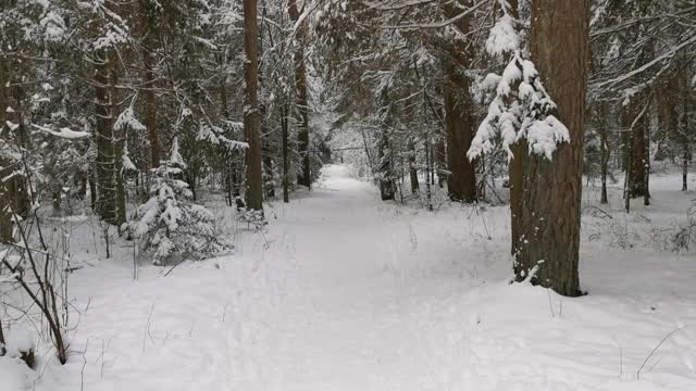 在白雪覆盖的森林里散步，树林间有一条狭窄的小路视频素材