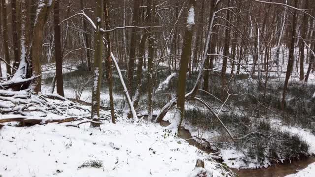 冬季森林。雪和树。视频素材