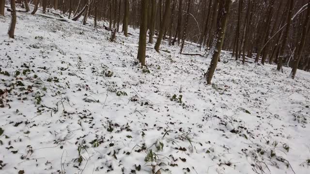 冬季森林。雪和树。视频素材