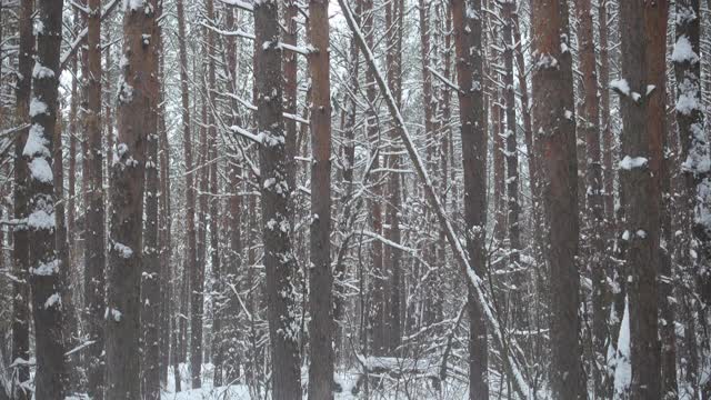 冬天的森林和飘落的雪。视频素材