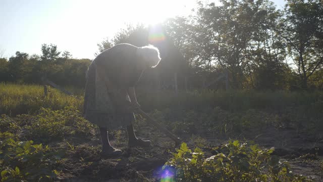 家庭在花园里种蔬菜视频素材