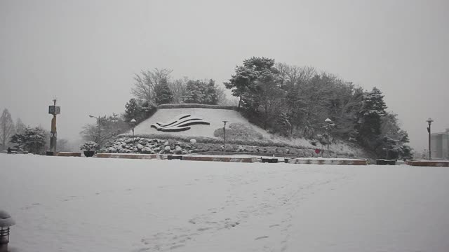 雪地和树木的景色，在一个公园在冬天视频素材