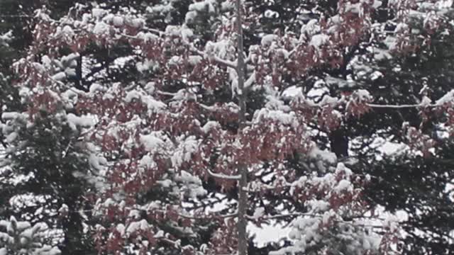 雪地和树木的景色，在一个公园在冬天视频素材