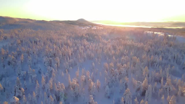 在北极的冬天，一场暴风雪过后，野生的北欧森林被厚厚的积雪覆盖。视频素材