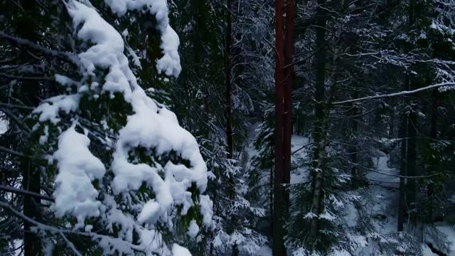 一场暴风雪过后，松树被大雪覆盖在北极的冬季森林里。近距离航拍镜头。视频素材