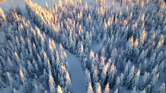 越野滑雪坡道穿过覆盖着厚厚的积雪的北极森林。视频素材