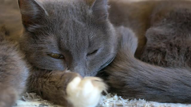 两只灰色的猫到处睡觉和做梦。特写镜头视频素材