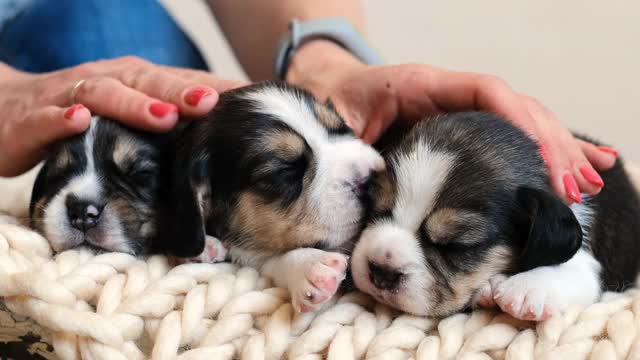 刚出生的小猎犬幼犬睡在毯子上视频素材