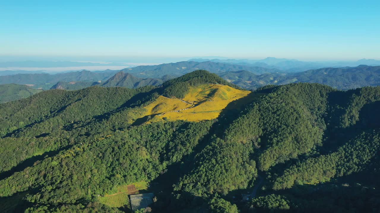 高角度观虎尾黄视频素材