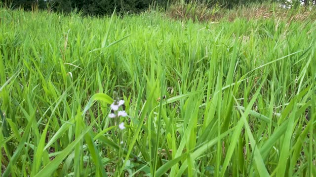 草地视频素材