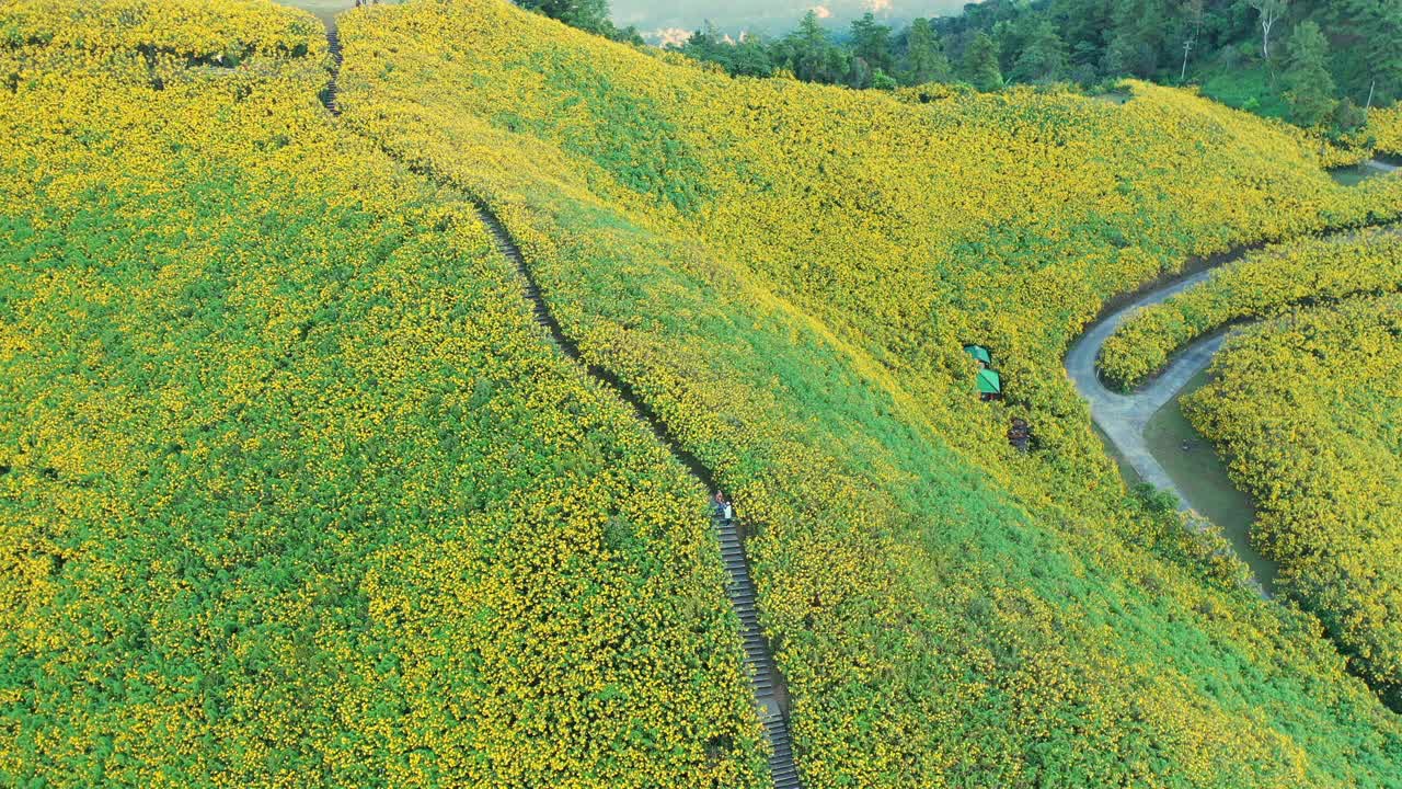 从高角度俯瞰黄胸草视频素材