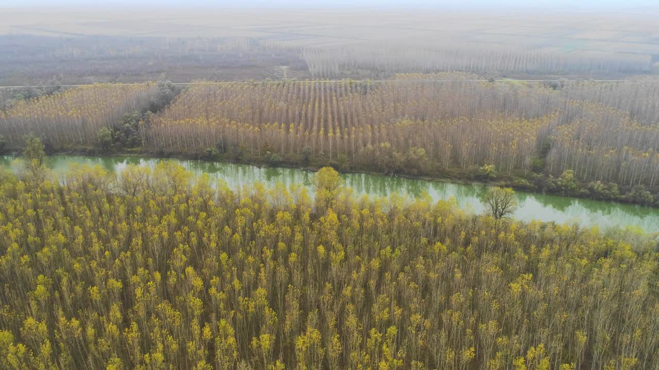 穿过森林的河流视频素材