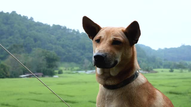 在山上一个旅游景点的露营点，一只棕色的无家可归的饥饿的狗坐在前景等待人们分享他们的食物。视频素材