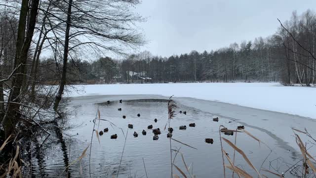 一群野鸭在结冰的池塘里游泳。视频素材