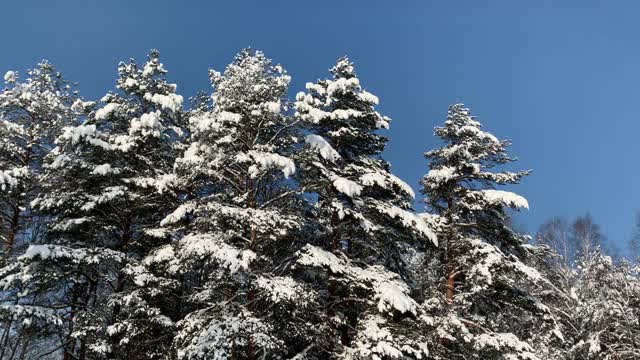 蓝色的天空映衬着一群群白雪覆盖的冷杉树。视频素材