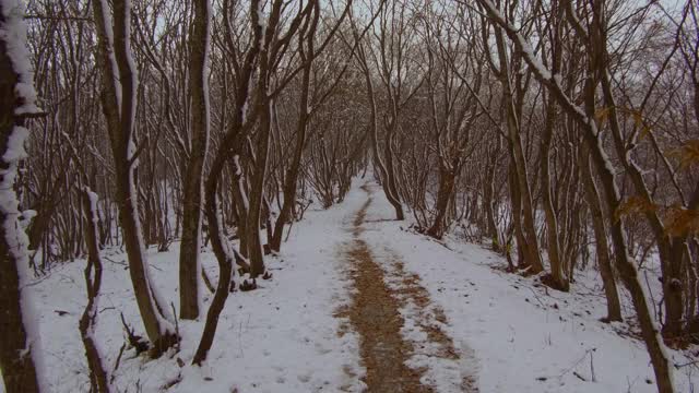 雪地里雾蒙蒙的冬天森林里的小路。自然视频素材