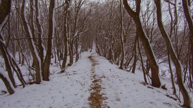 雪地里雾蒙蒙的冬天森林里的小路。自然视频素材