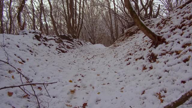 雪地里雾蒙蒙的冬天森林里的小路。自然视频素材