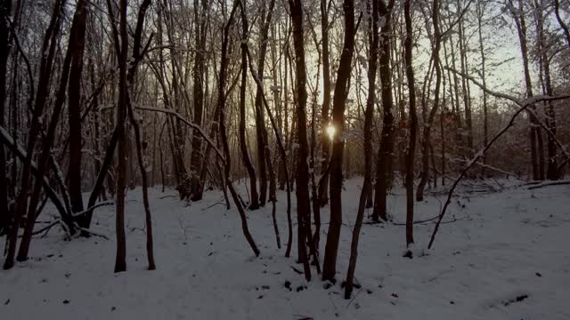 阳光明媚的冬日雪地里的森林。被雪覆盖的树视频素材